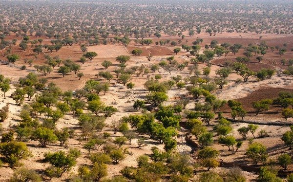 TRAFFIC Launches Framework to Protect Wild-Harvested Ingredient Supply Chains